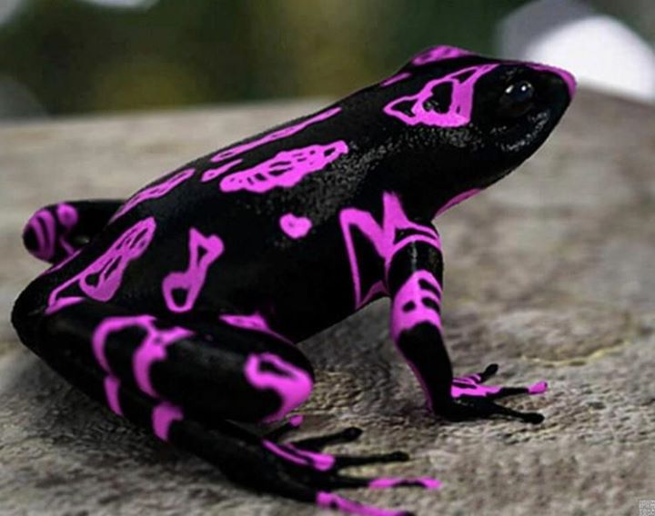 Exotic Animals - 2